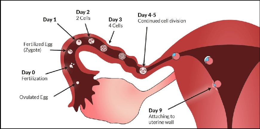 Best Infertility Treatment Specialist in Pune